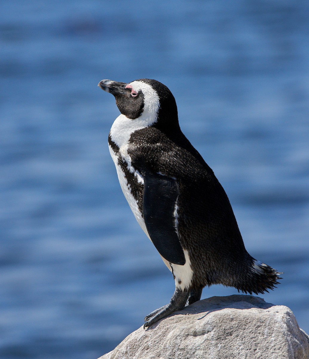 Pingüino de El Cabo - ML438640971