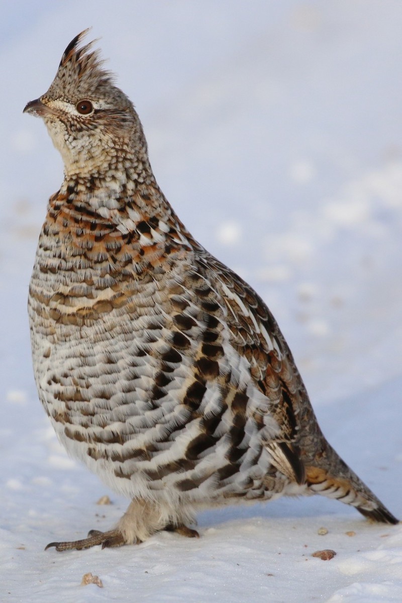 Ruffed Grouse - Douglas Faulder