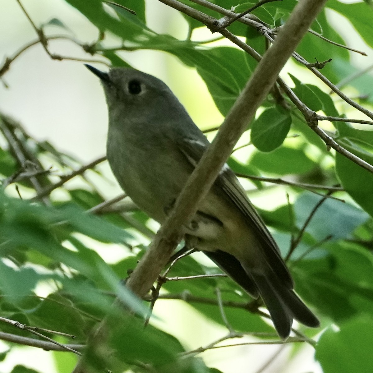 Ruby-crowned Kinglet - Charlene Fan