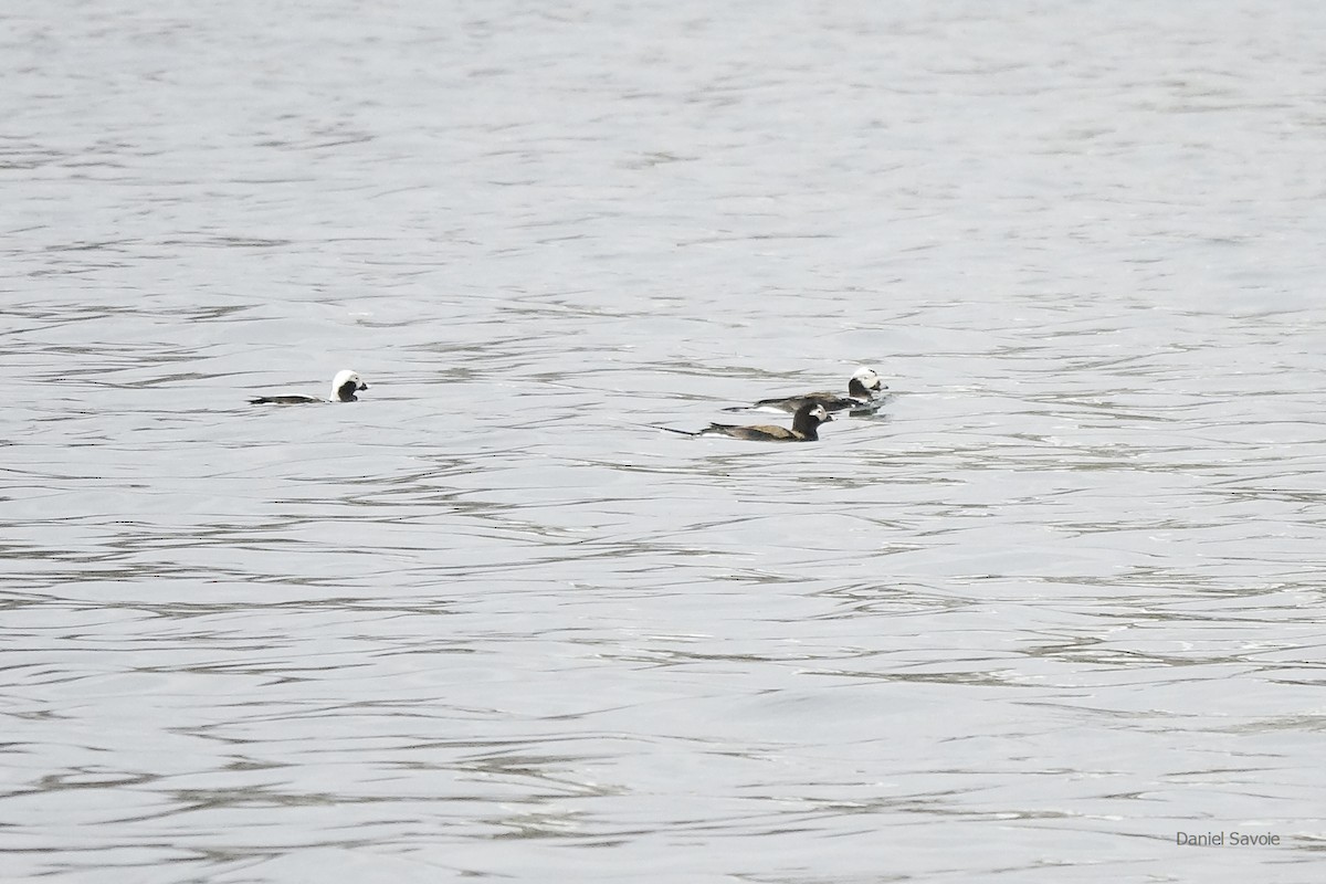 Long-tailed Duck - ML438641631