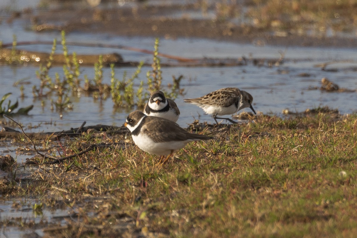 Semipalmated Plover - ML438641751
