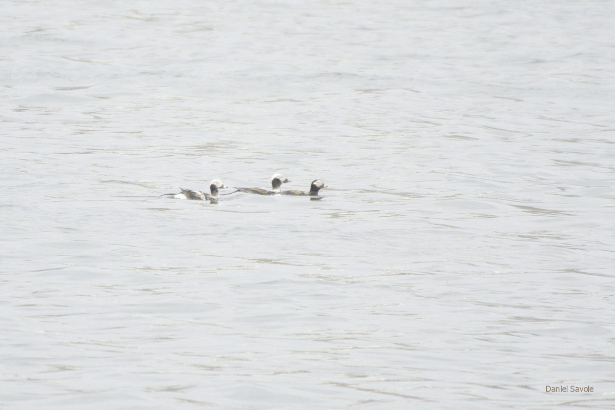 Long-tailed Duck - ML438641851