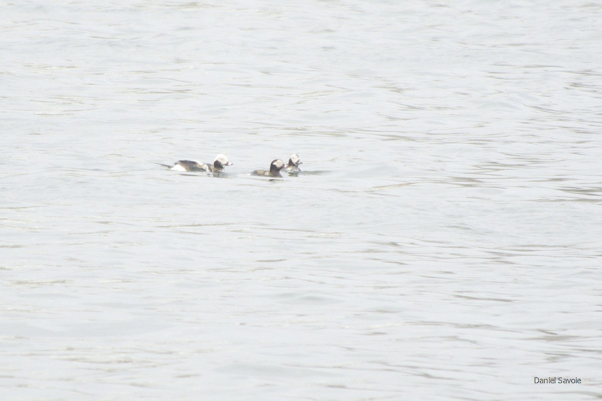 Long-tailed Duck - ML438641861