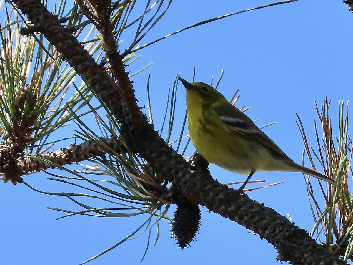 Pine Warbler - ML438642891