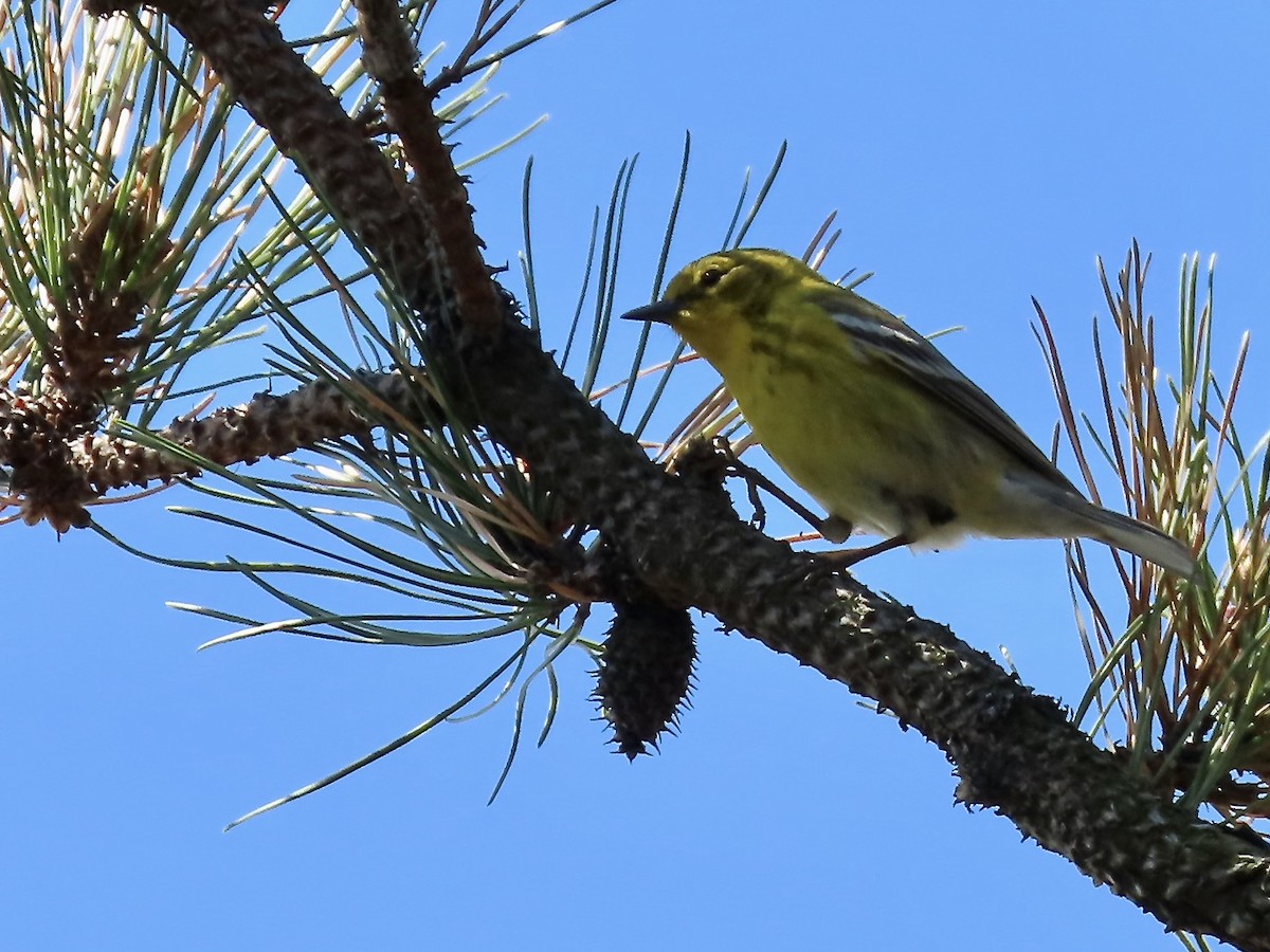 Pine Warbler - ML438642911