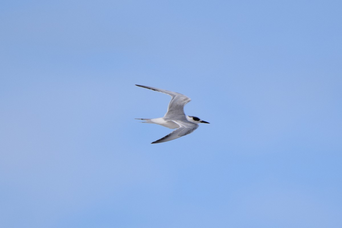 Common Tern - Perry Doggrell