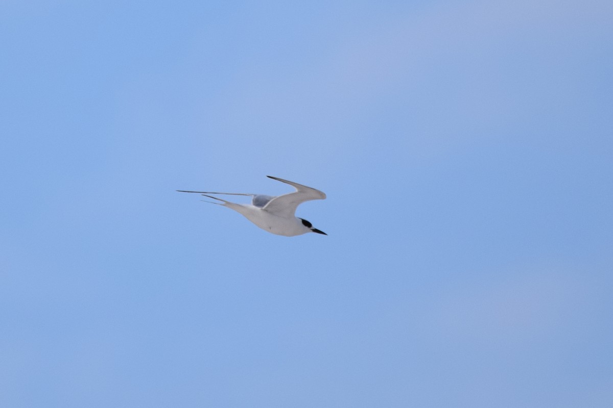 Common Tern - Perry Doggrell