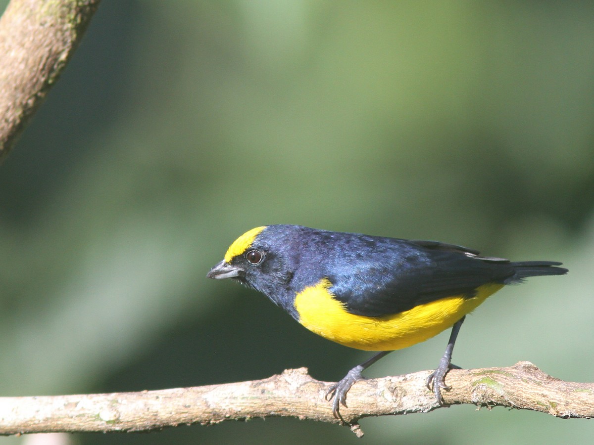 Spot-crowned Euphonia - Larry Therrien