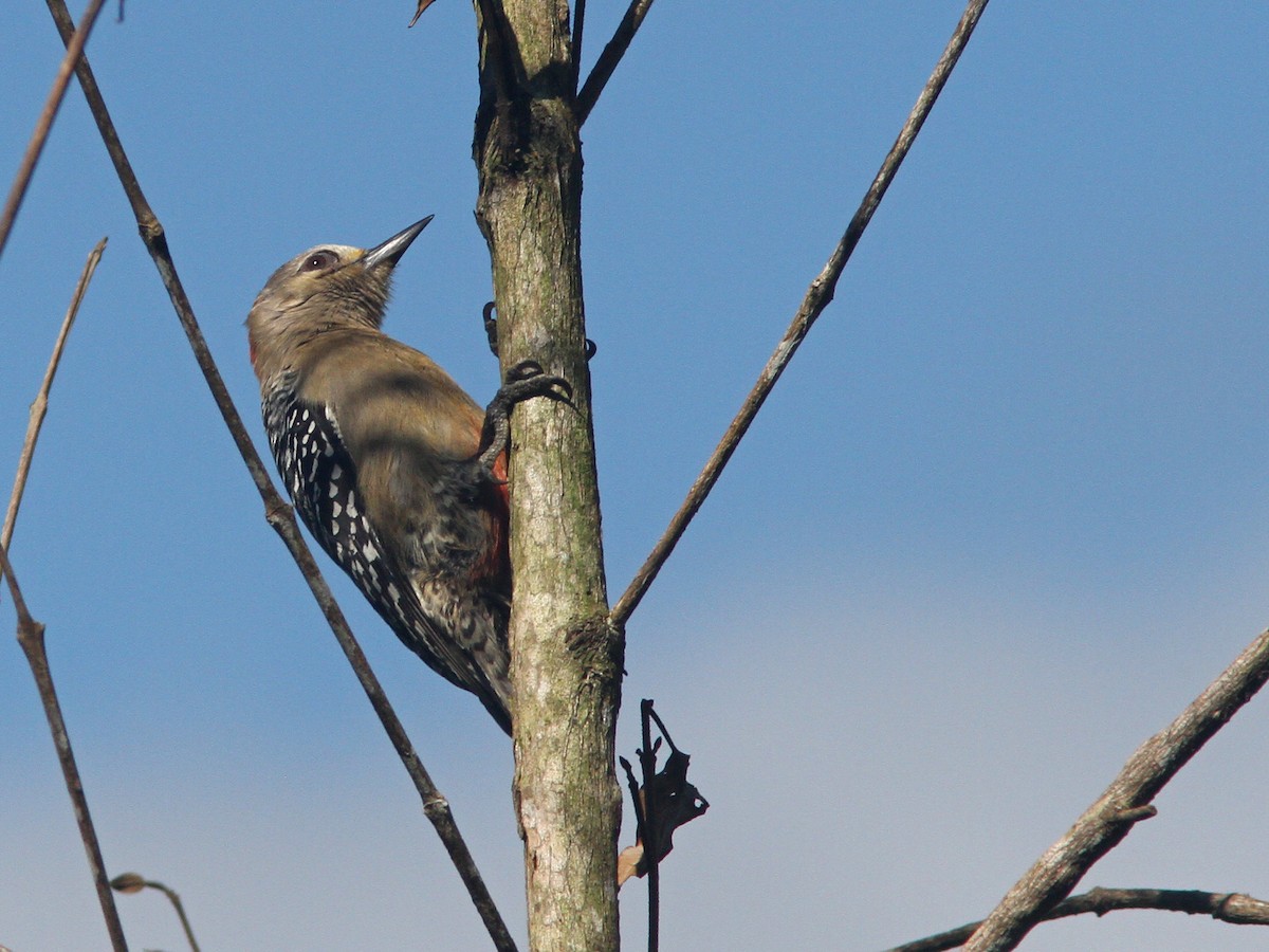 Red-crowned Woodpecker - ML43864511