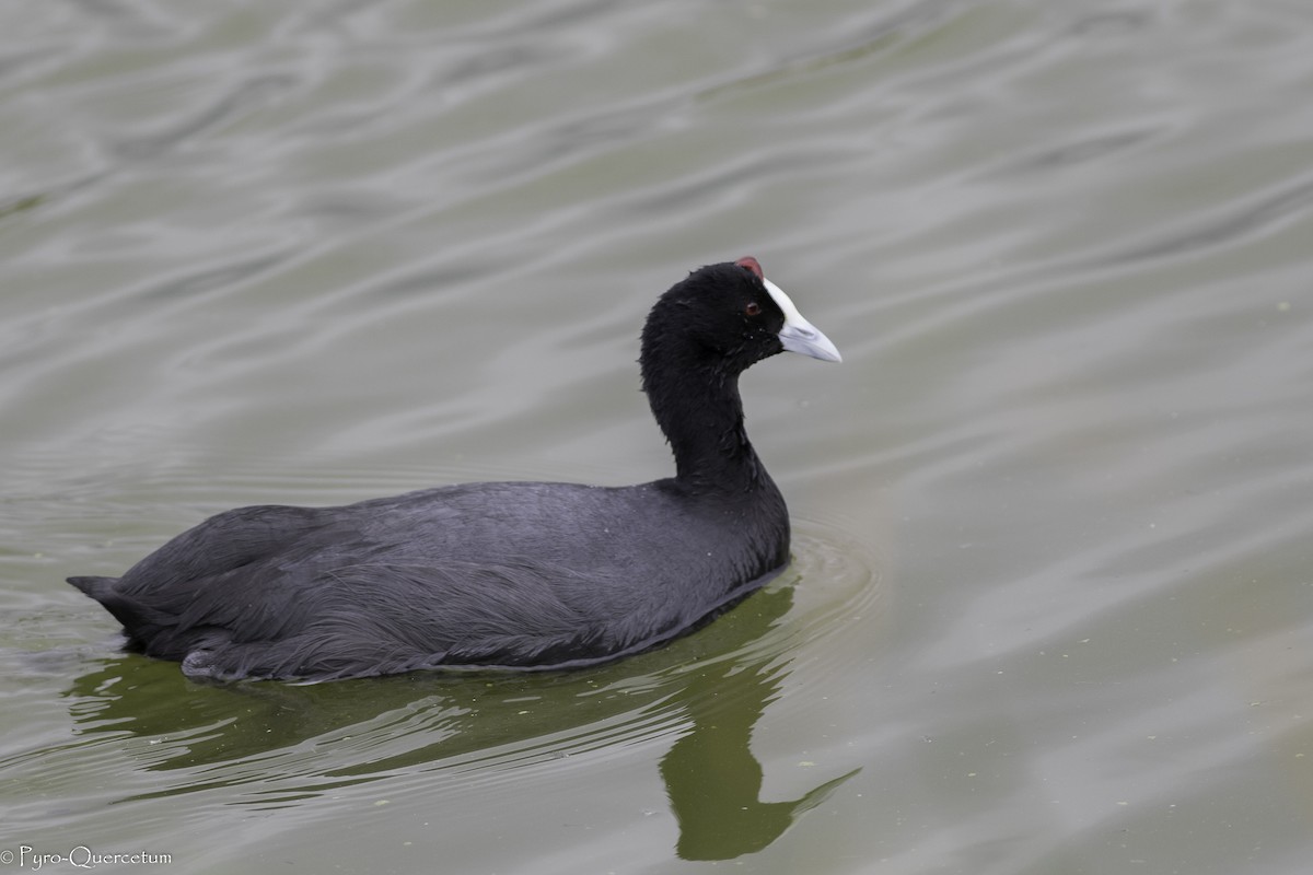 Red-knobbed Coot - ML438645561