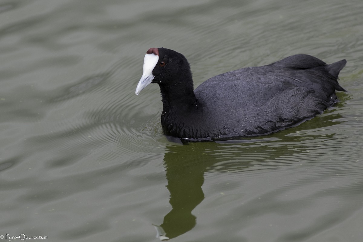 Red-knobbed Coot - ML438645571