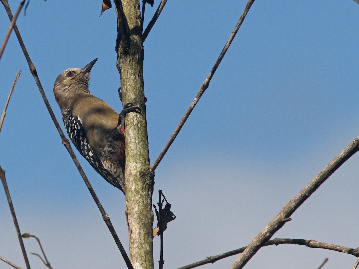 Red-crowned Woodpecker - ML43864561