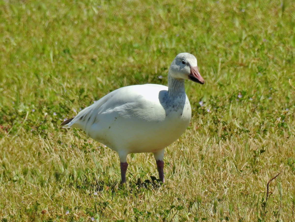 Snow Goose - ML438646301