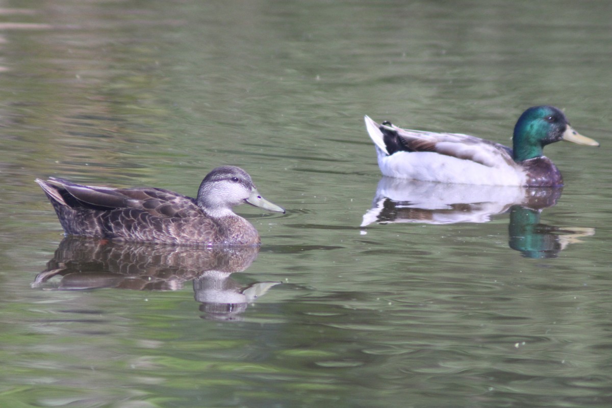 American Black Duck - ML438646791