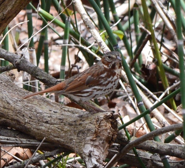 Fox Sparrow - Rick Nelson