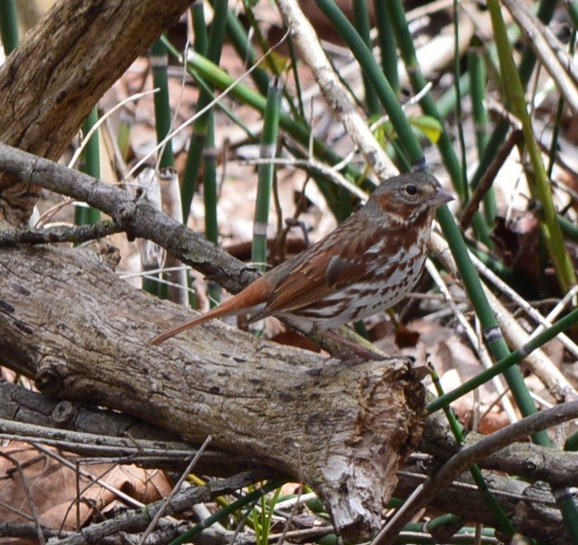 Fox Sparrow - ML438646851