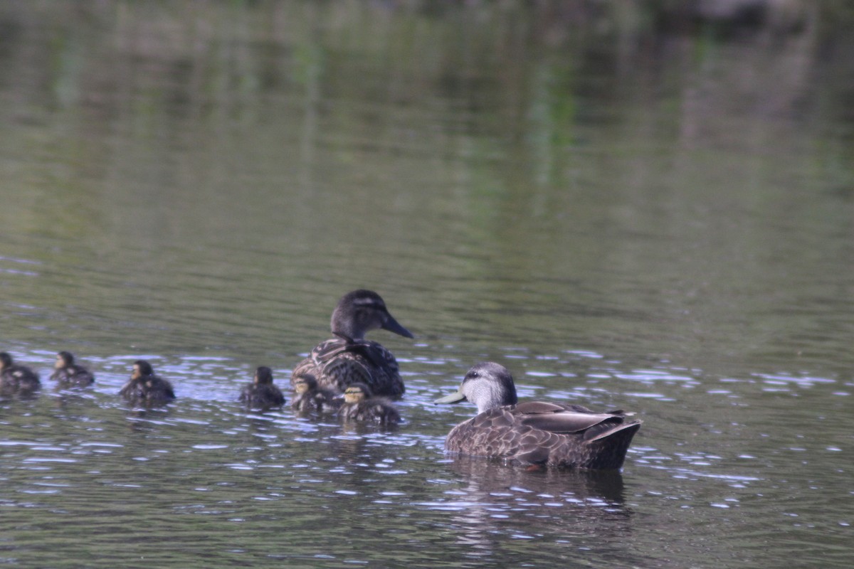 Canard noir - ML438647641