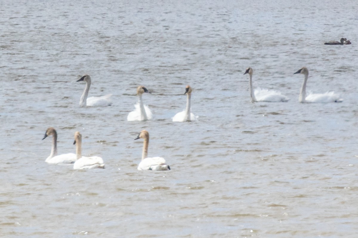 Cygne trompette - ML438649081