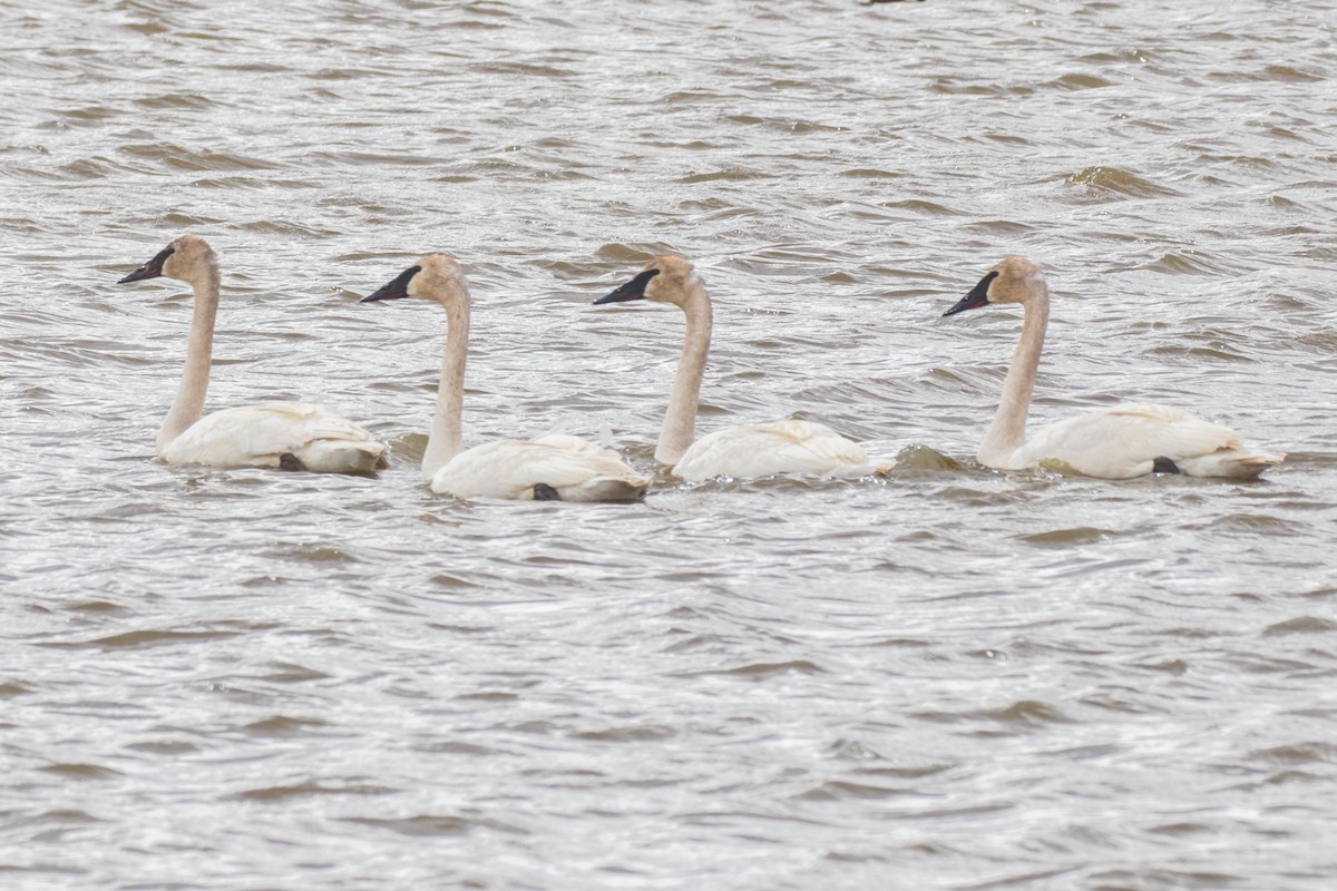Cygne trompette - ML438649091