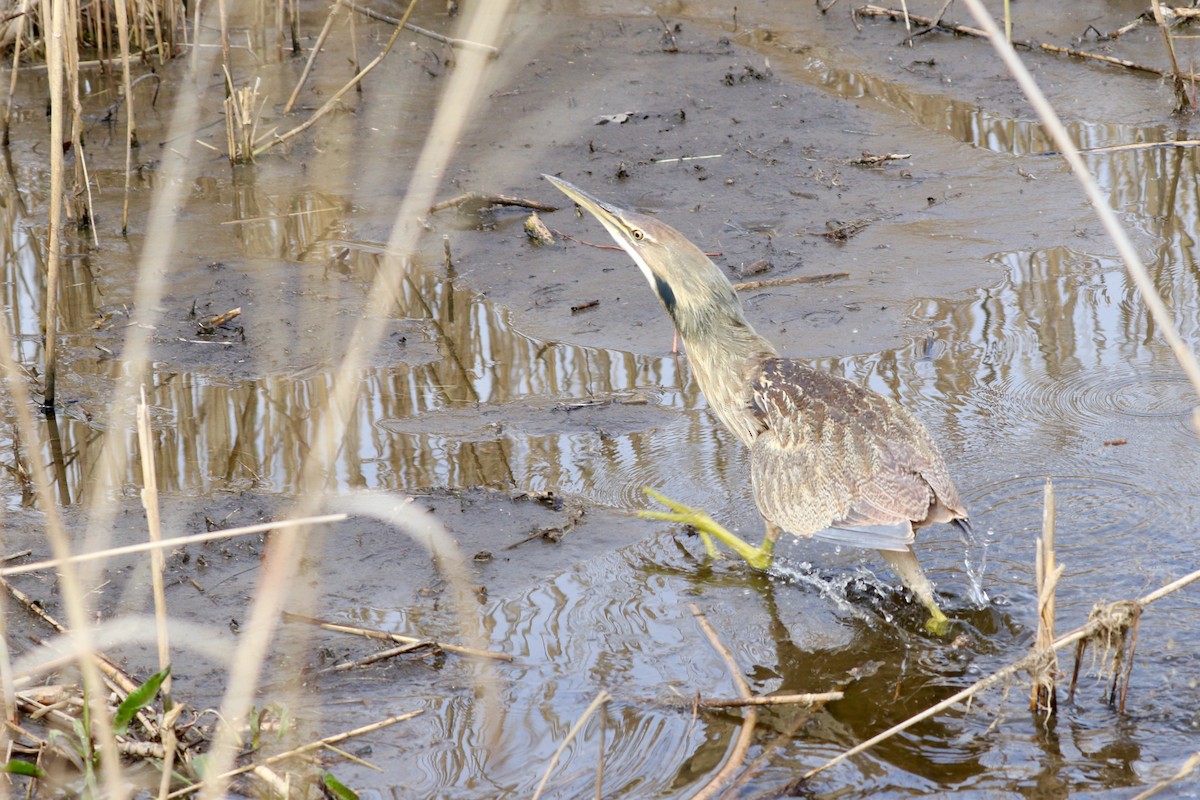 American Bittern - ML438649411