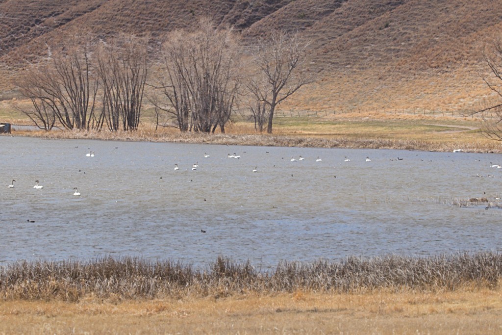 Cygne trompette - ML438650061