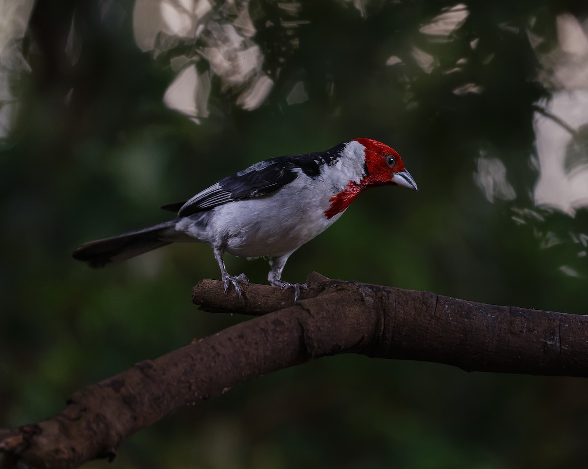 Red-cowled Cardinal - ML438655031