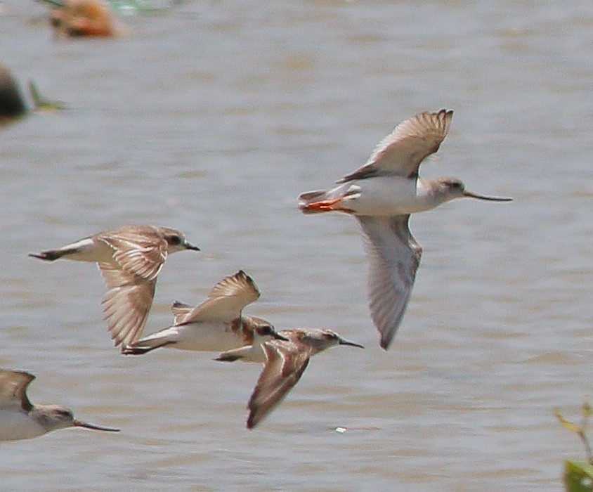 Terek Sandpiper - ML438655211