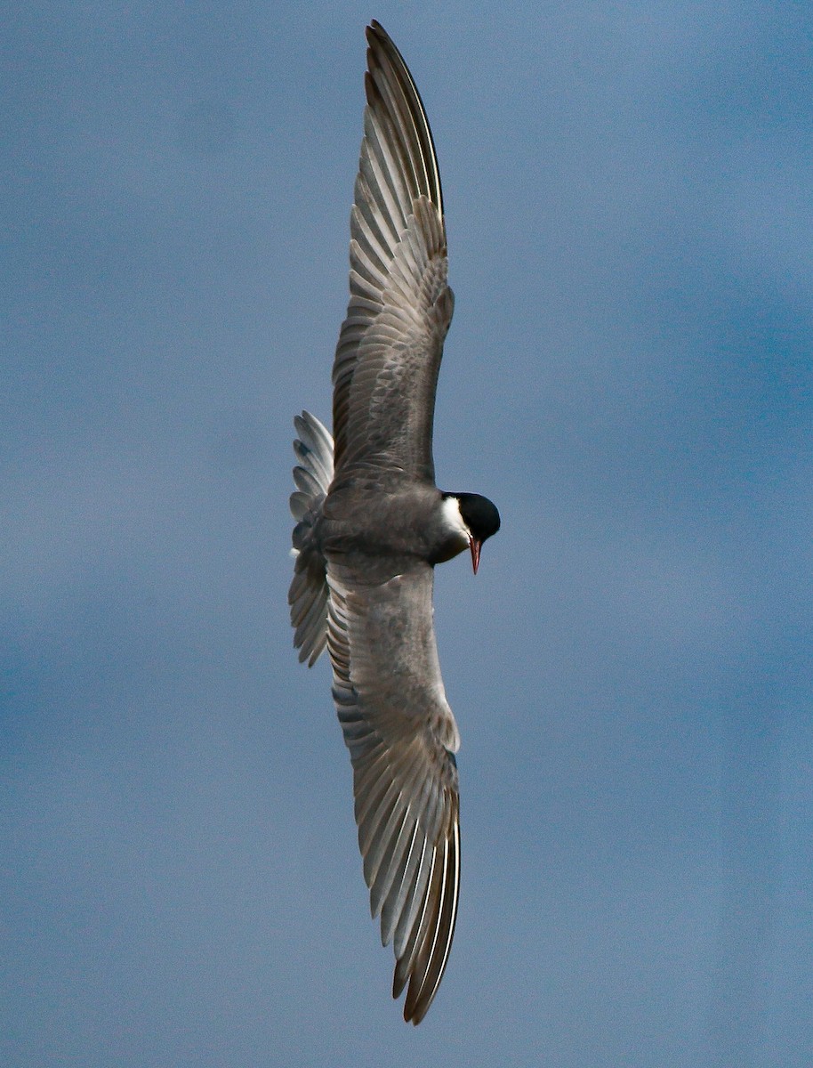 Whiskered Tern - Neoh Hor Kee