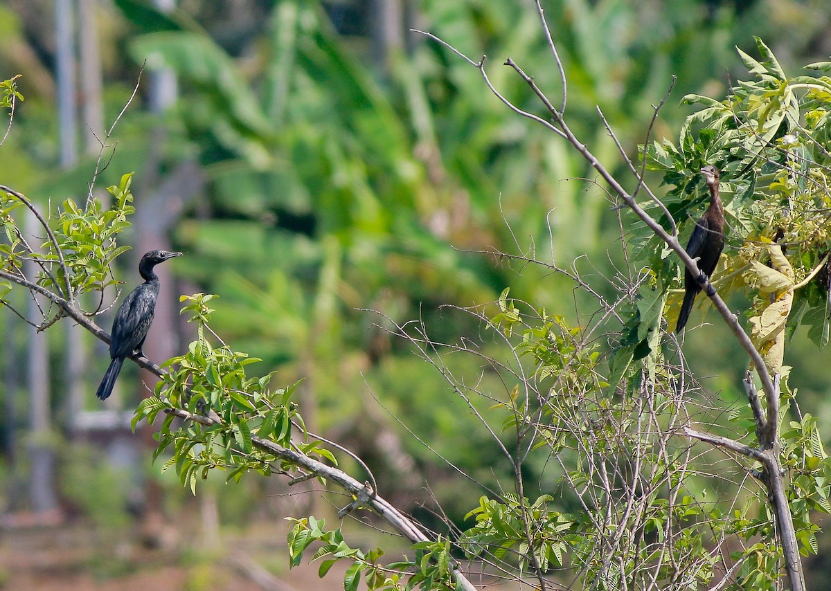 Cormorán de Java - ML438656051