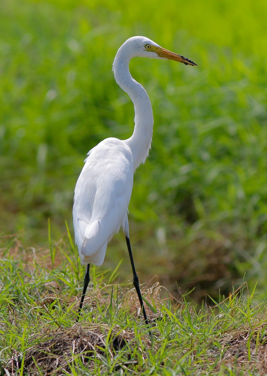 Great Egret - ML438656191