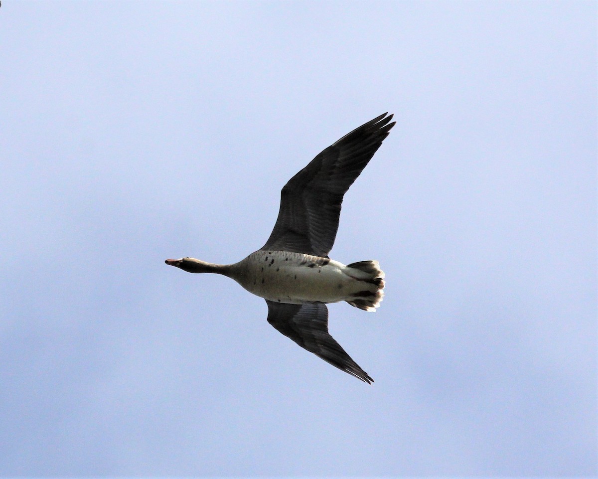 Greater White-fronted Goose - ML438657631