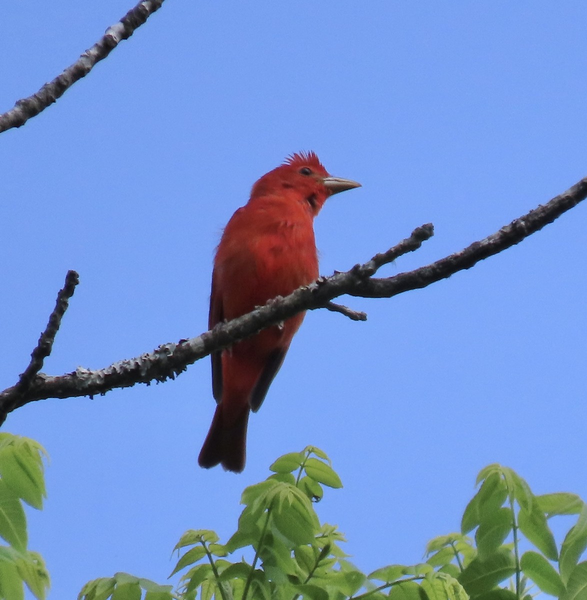 Summer Tanager - ML438657661