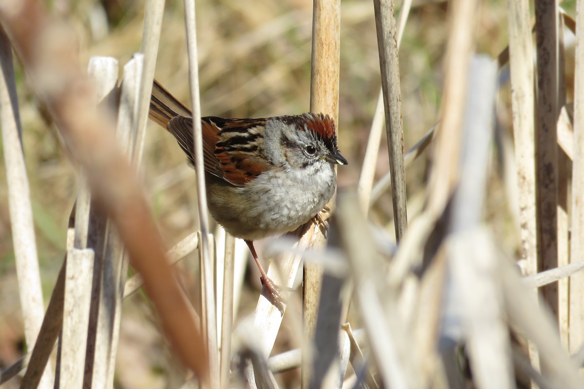 Swamp Sparrow - Josh Fecteau