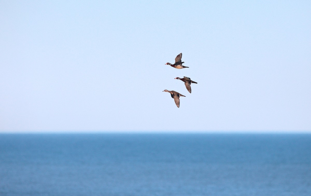 Wood Duck - Brandon Holden