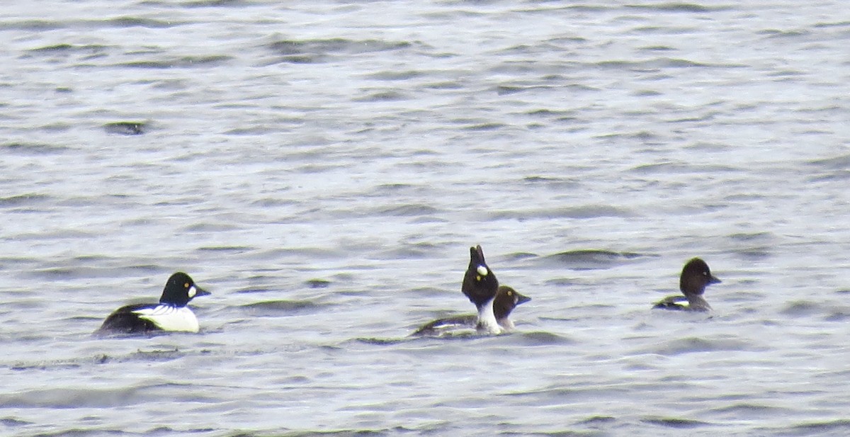 Common Goldeneye - ML438661951