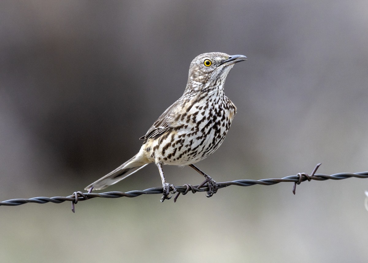 Sage Thrasher - ML438663001