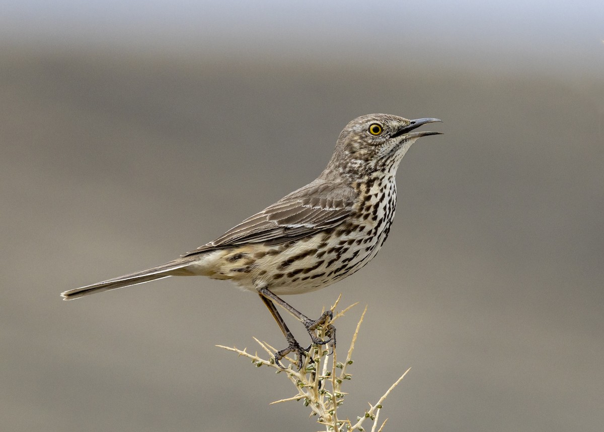 Sage Thrasher - ML438663041