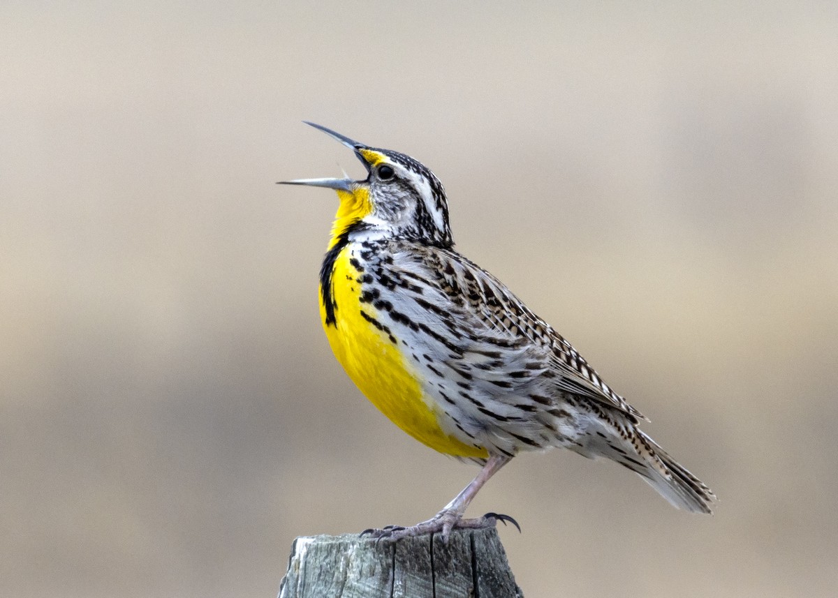 Western Meadowlark - ML438663131