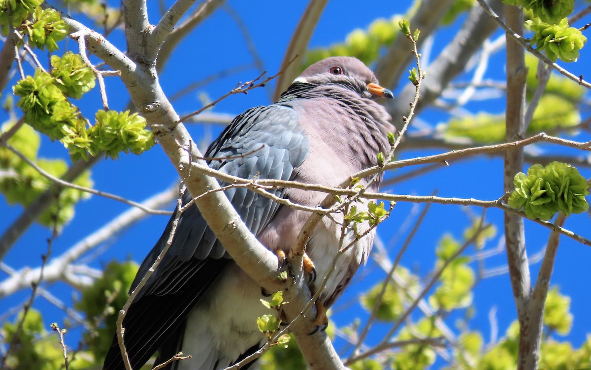 Band-tailed Pigeon - Deborah Essman