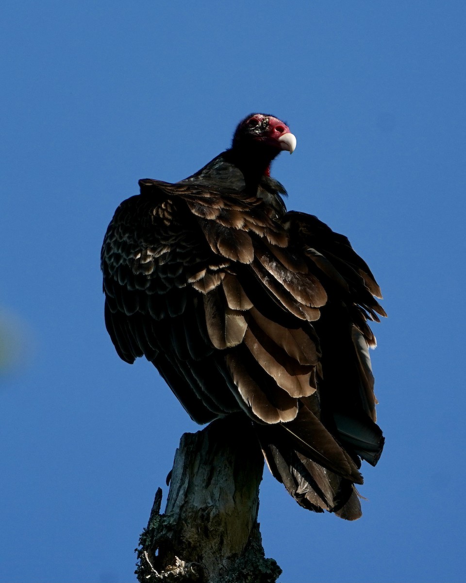 Turkey Vulture - ML438664061