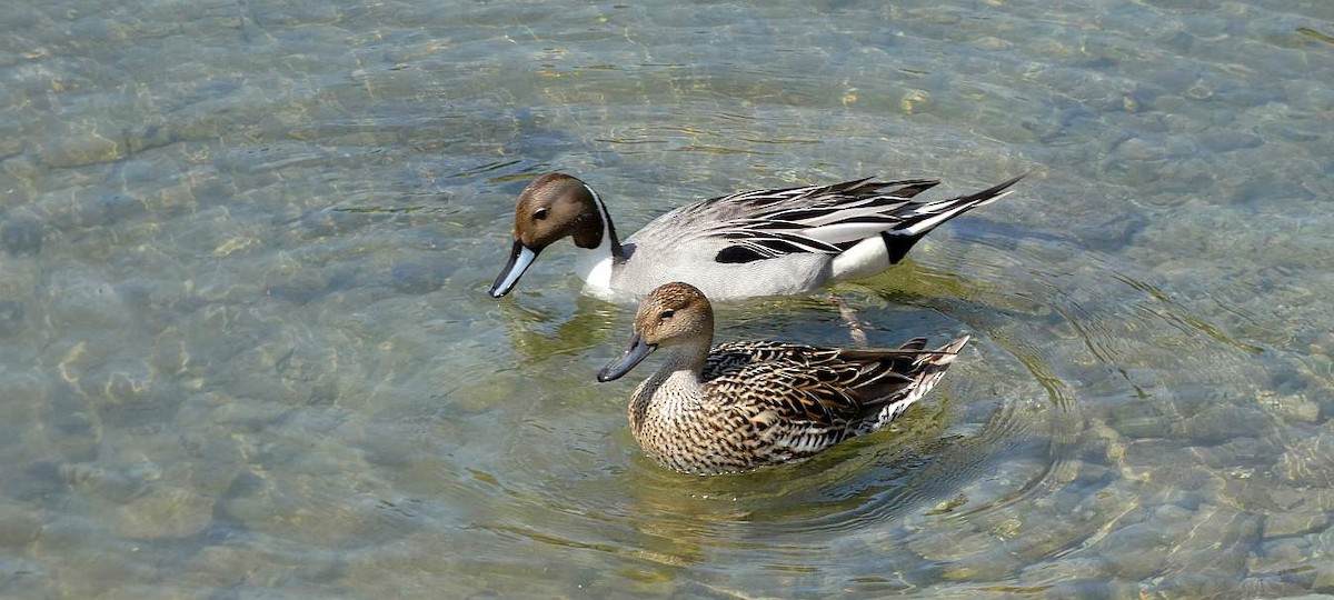 Northern Pintail - Brian Hill