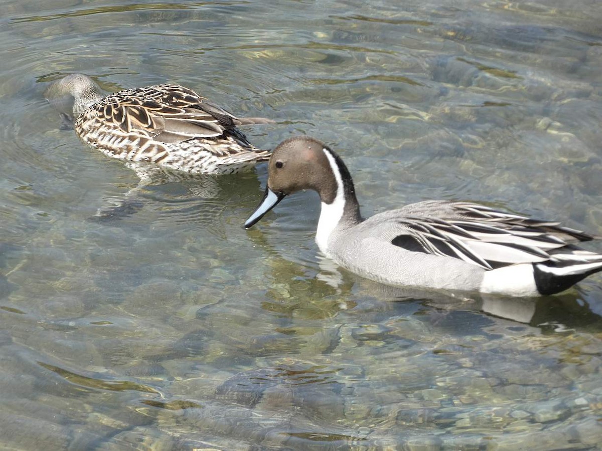 Northern Pintail - Brian Hill