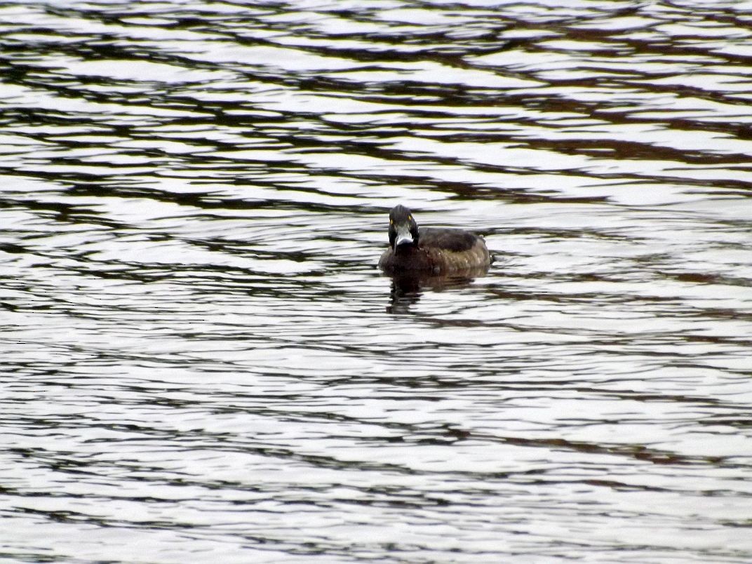 Tufted Duck - Brian Hill