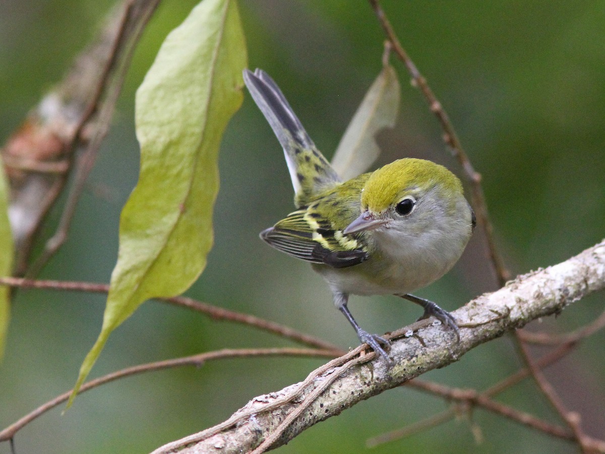 Chestnut-sided Warbler - Larry Therrien