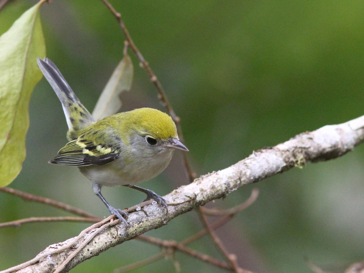 Chestnut-sided Warbler - Larry Therrien