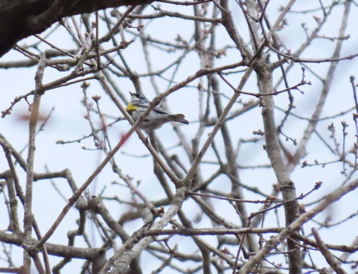 Yellow-rumped Warbler - ML438667181