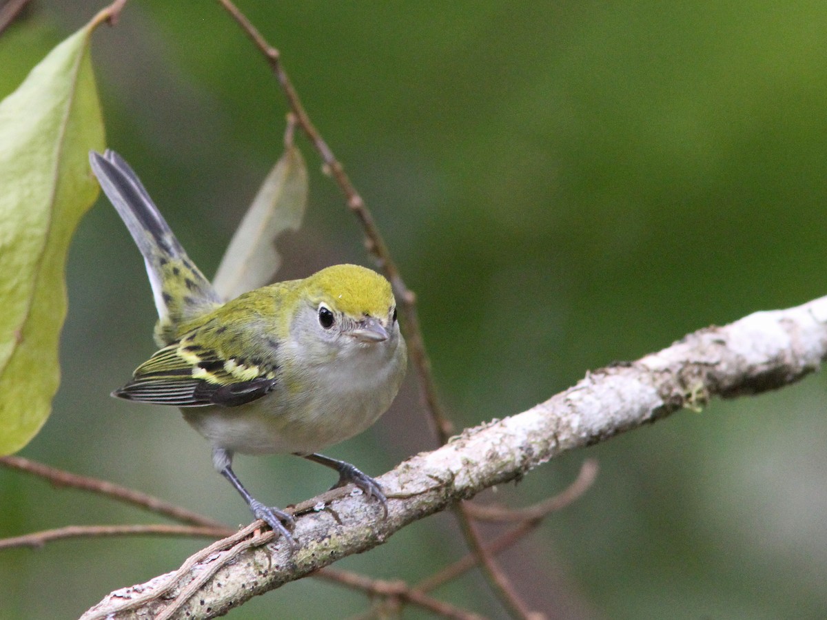 Chestnut-sided Warbler - Larry Therrien