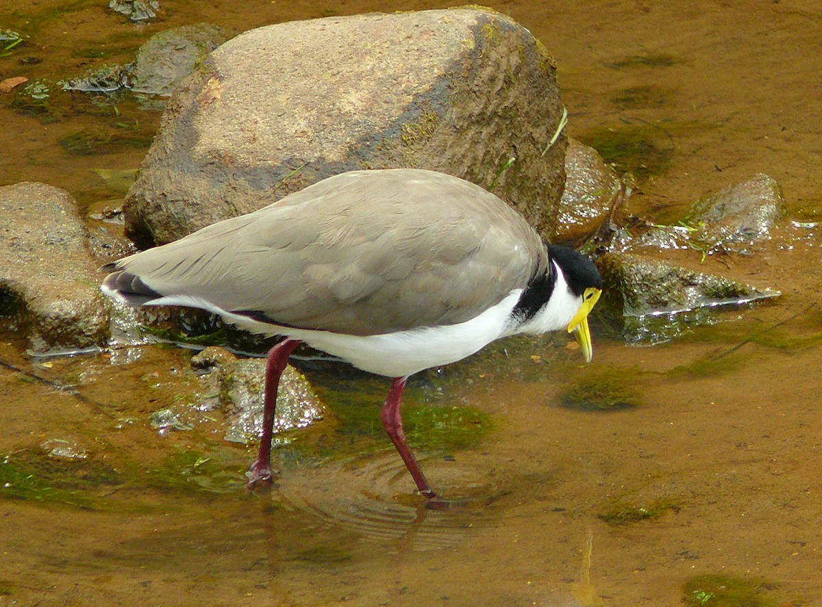 Masked Lapwing - ML43866741