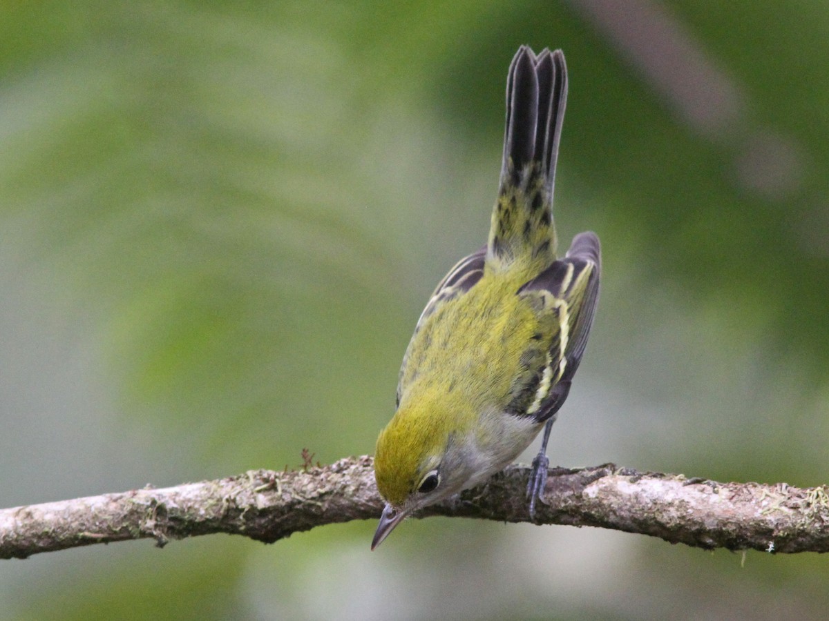 Gelbscheitel-Waldsänger - ML43866811