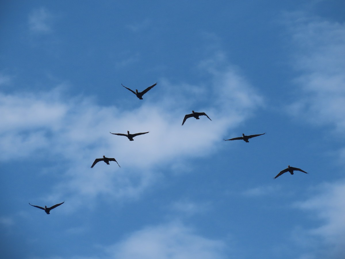 Double-crested Cormorant - ML438668211